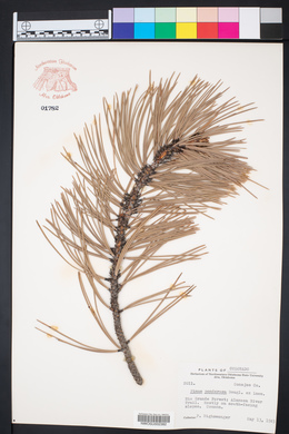 Pinus ponderosa image