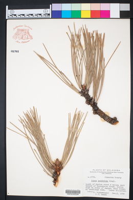 Pinus ponderosa image