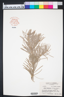 Abies concolor image