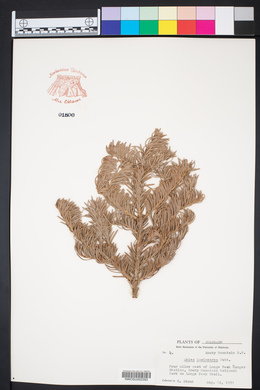 Abies lasiocarpa image