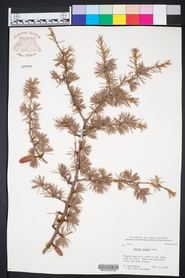 Cedrus libani image
