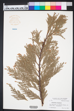 Calocedrus decurrens image
