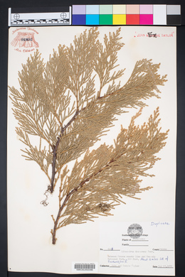 Calocedrus decurrens image