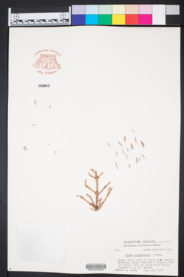 Picea engelmannii image