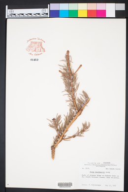 Picea engelmannii image