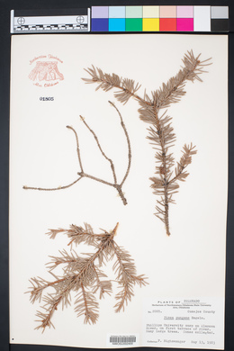 Picea pungens image