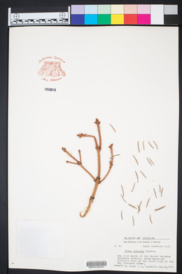 Picea pungens image