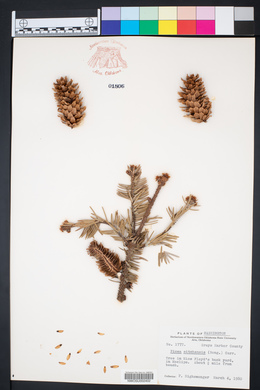 Picea sitchensis image