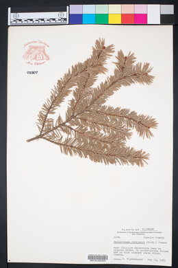Pseudotsuga menziesii image