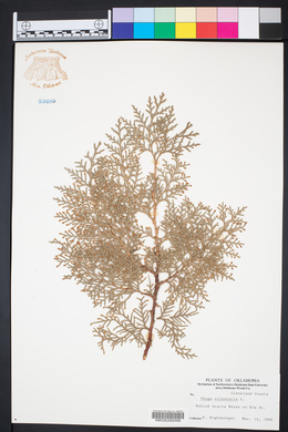 Platycladus orientalis image