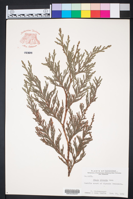 Thuja plicata image