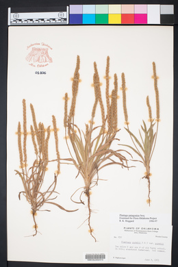 Plantago patagonica image