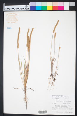 Plantago patagonica image