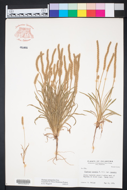 Plantago patagonica image
