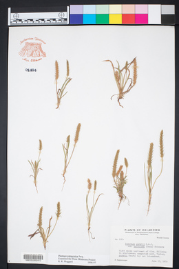 Plantago patagonica image