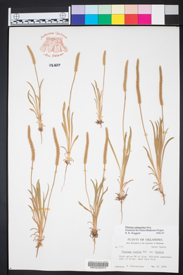 Plantago patagonica image