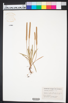 Plantago patagonica image