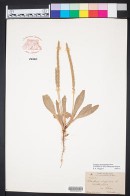 Plantago rhodosperma image