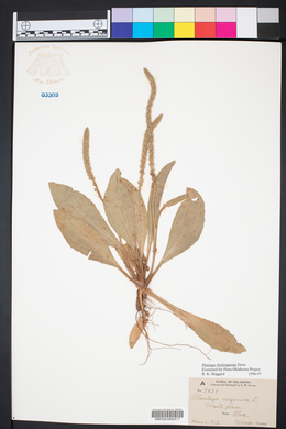 Plantago rhodosperma image