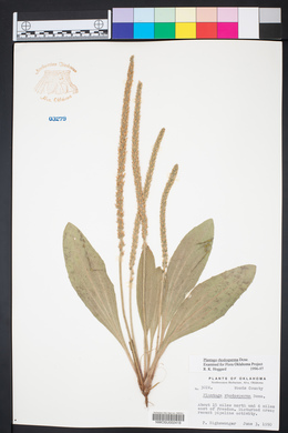 Plantago rhodosperma image