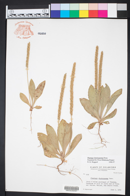 Plantago rhodosperma image