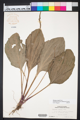 Plantago rugelii image