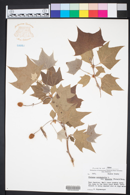 Platanus occidentalis var. glabrata image