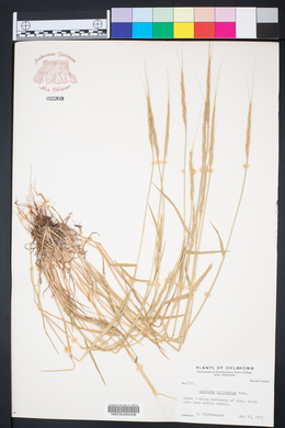 Aegilops cylindrica image