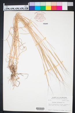 Aegilops cylindrica image