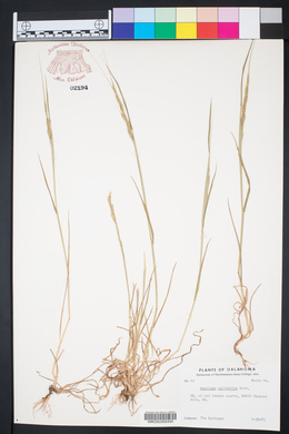 Aegilops cylindrica image