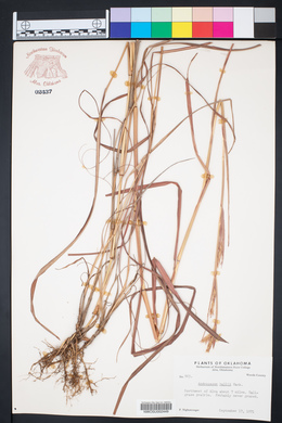 Andropogon hallii image