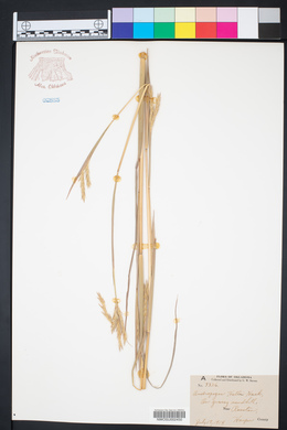 Andropogon hallii image
