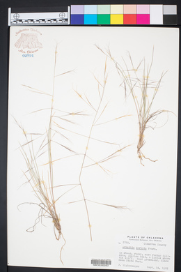 Aristida havardii image
