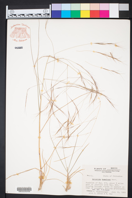 Aristida ternipes image
