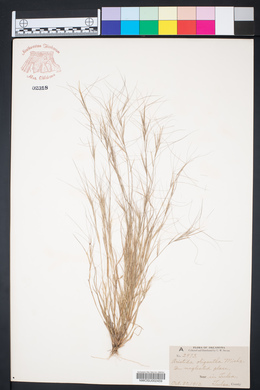 Aristida oligantha image