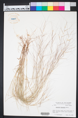 Aristida oligantha image