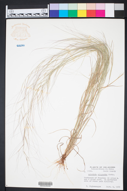 Aristida oligantha image