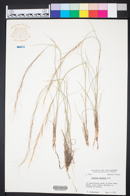 Aristida purpurea var. wrightii image