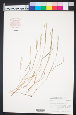 Alopecurus carolinianus image