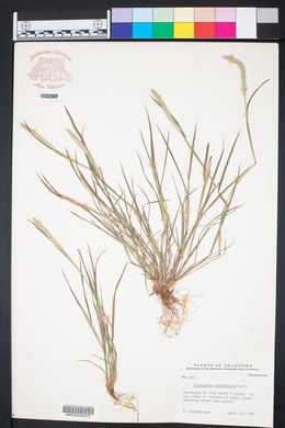 Alopecurus carolinianus image