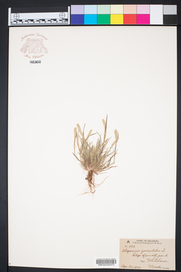 Alopecurus geniculatus image