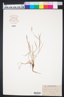 Alopecurus geniculatus image