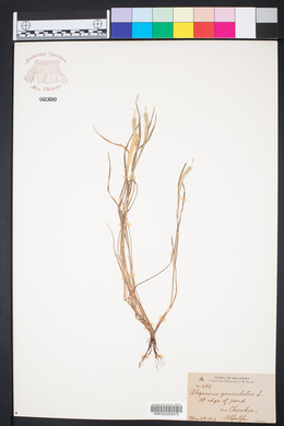 Alopecurus geniculatus image