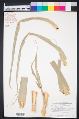 Arundo donax image
