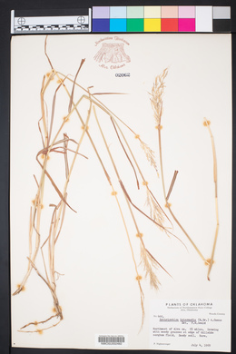 Bothriochloa bladhii image