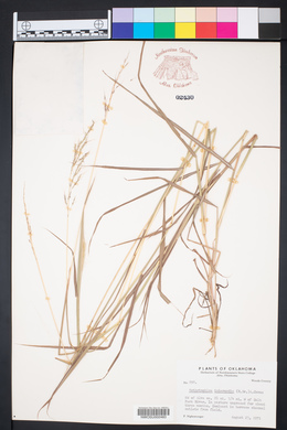 Bothriochloa bladhii image