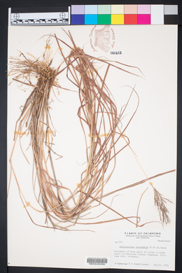 Bothriochloa bladhii image