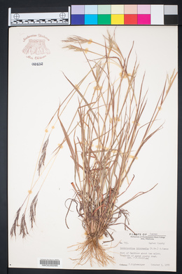 Bothriochloa bladhii image