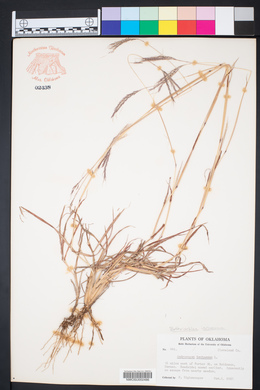 Bothriochloa ischaemum image