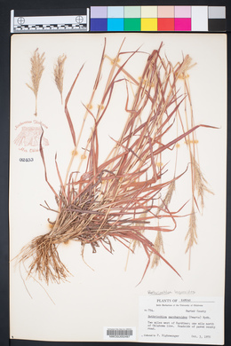 Bothriochloa laguroides image